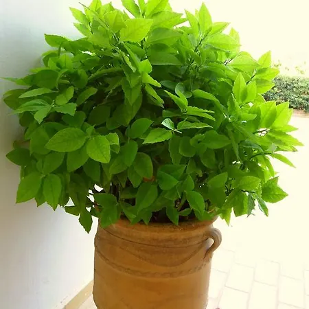 Green & Ochre Rhodes City